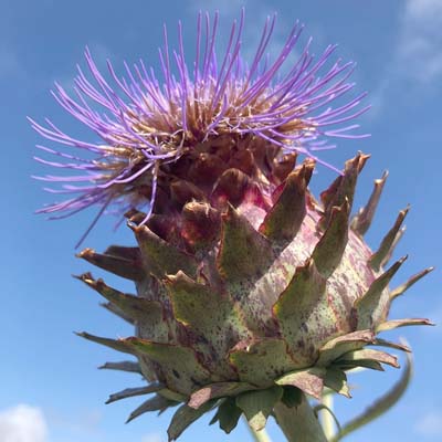 Cardoon